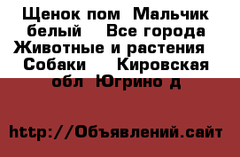 Щенок пом. Мальчик белый  - Все города Животные и растения » Собаки   . Кировская обл.,Югрино д.